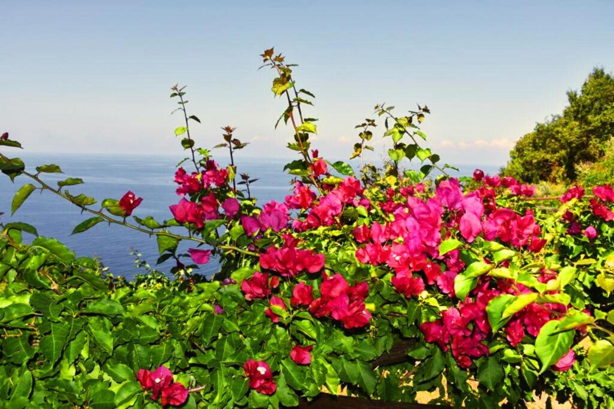 Bellezza In Cilento Panoramic Apts Castellabate Εξωτερικό φωτογραφία